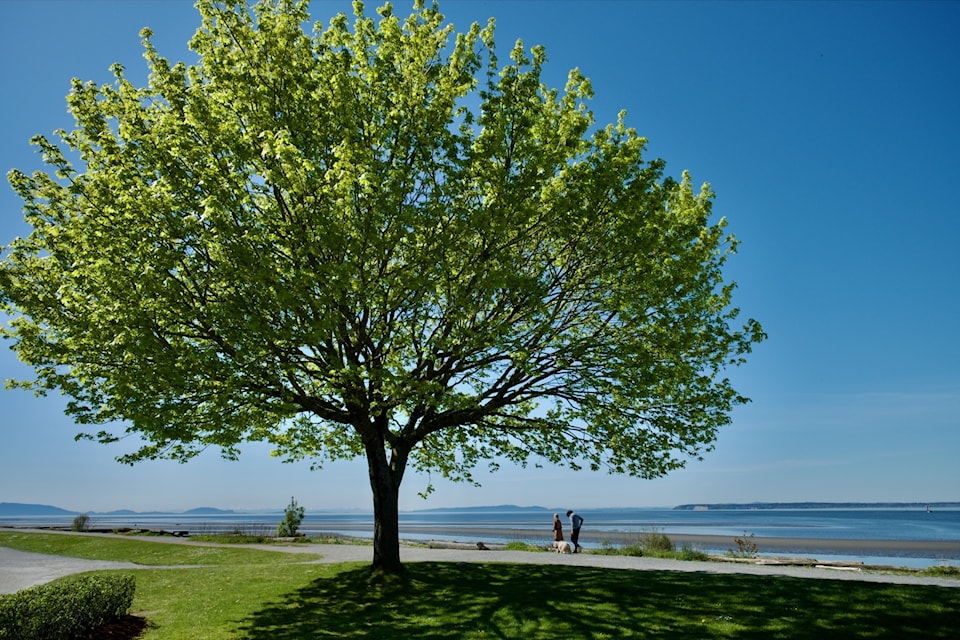A Crescent Beach tree is a popular place for passersby to enjoy ocean-front views.
