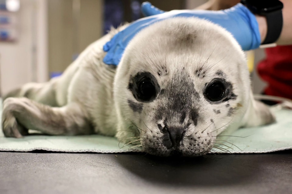 Zeus – a harbour seal pup found on White Rock's shoreline on May 27, 2025 – is receiving care at the Marine Mammal Rescue centre.
