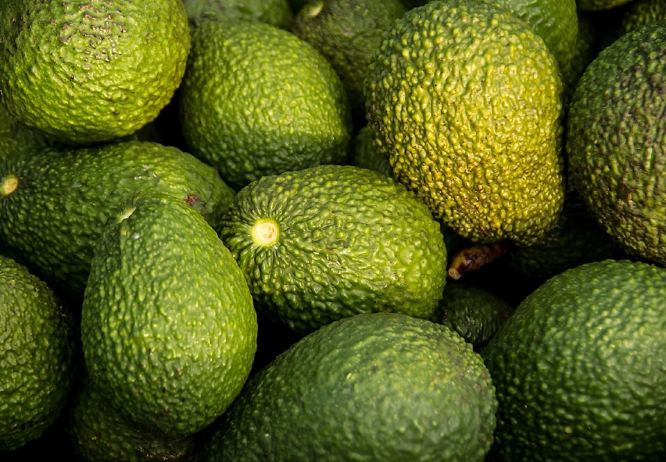 250209-pan-avocados-882635_1920
