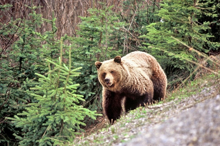 19249whiterockgrizzly_BC_Parks
