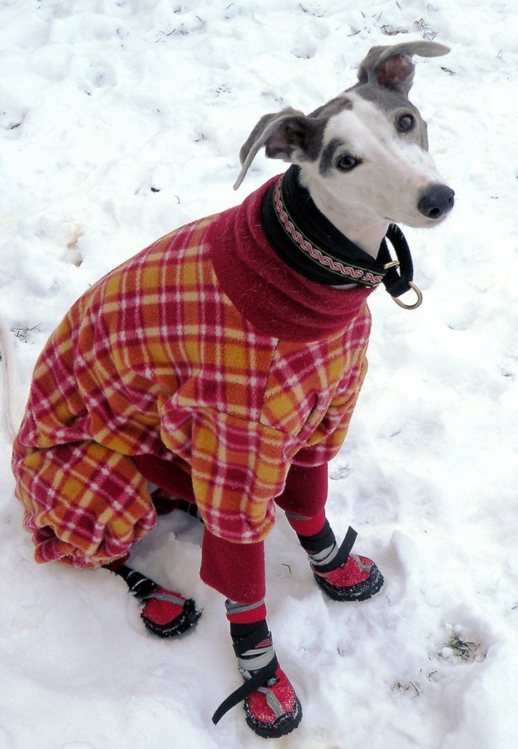 27356whiterockwinter_whippet_3