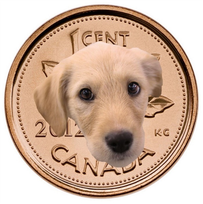 36394surreypennydog