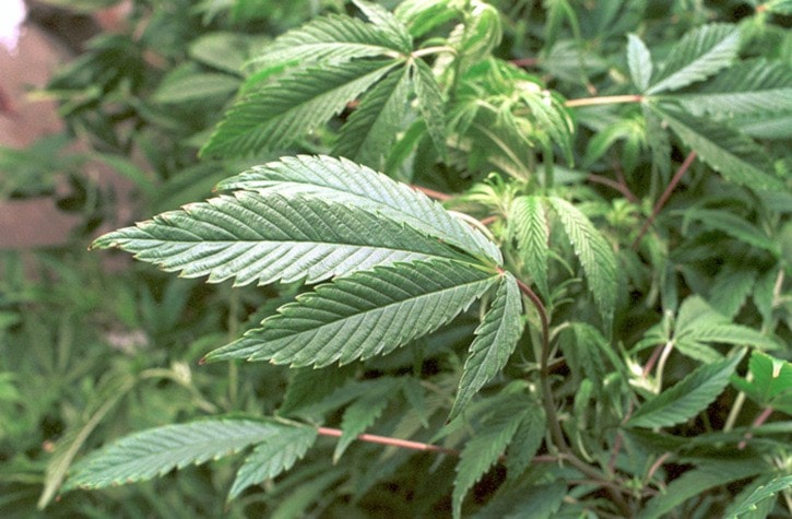 37319whiterockmarijuanaplants-tight-7web