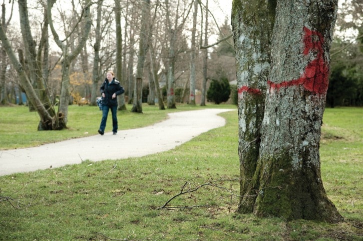 44093whiterockMacCaudTrees022411-02