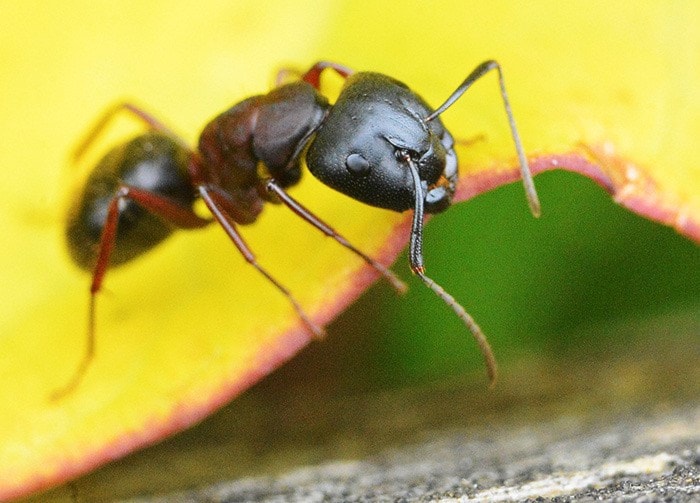 50337whiterockw-ant