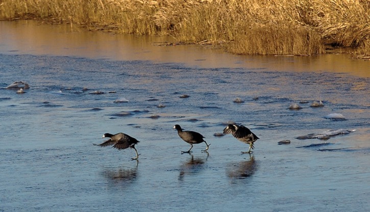 Birds dealing with ice on the Serpentine River near the King George Hwy.