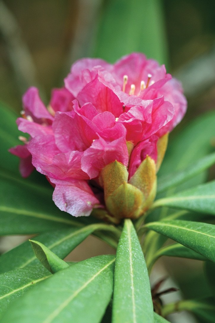 57446whiterockRhododendronNoblenumVenusta-RandalAtkinsonphoto