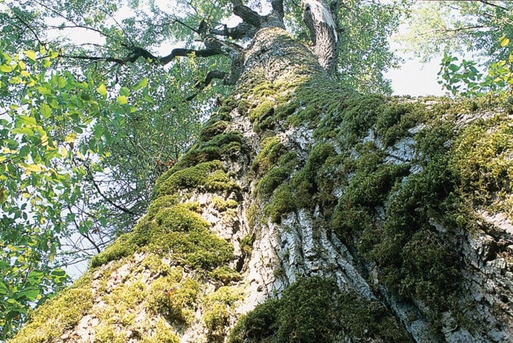 Old Growth Black Cottonwood