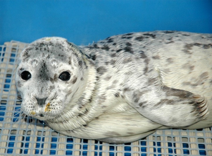 69752whiterocksealpup3