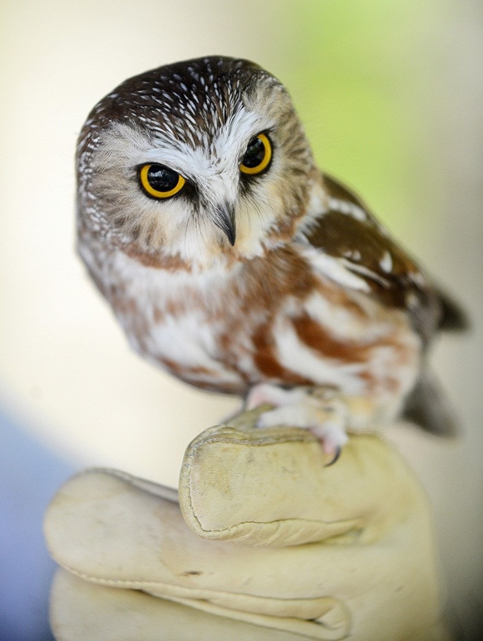 87037surreyw-owl