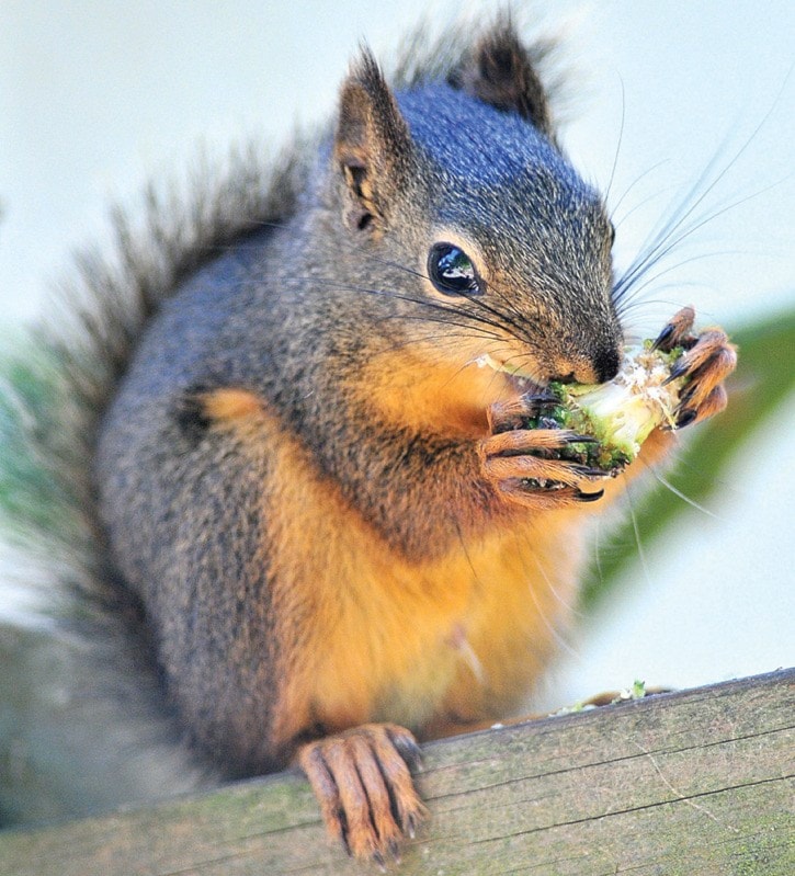 92884whiterockRedSquirrel-BJ-July3