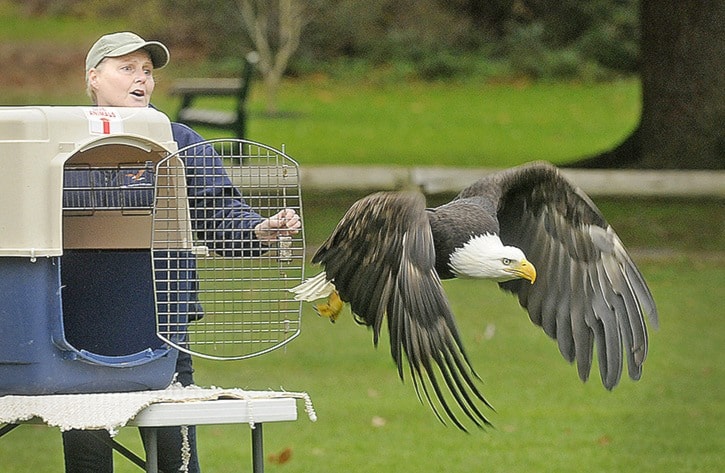 95091whiterockEaglerelease-Male1-ES