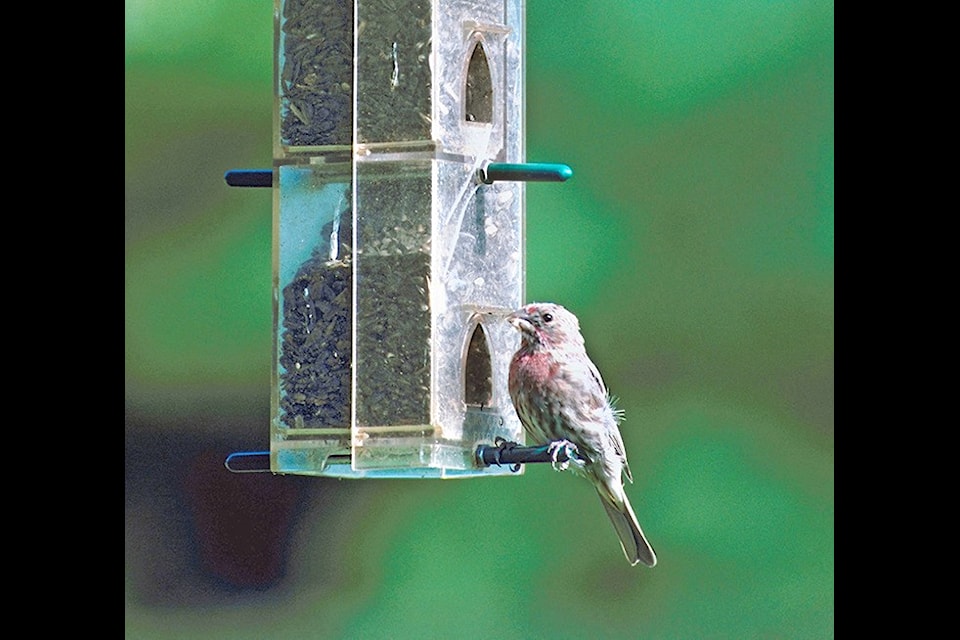Songbirds are major predators of insects, says bird enthusiast Reid Hildebrandt. Black Press file photo