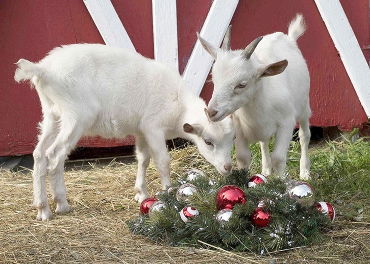 72892whiterockTherapyGoats-PhotoCredit-SusanMendelPhotography-CourtesyofSALI