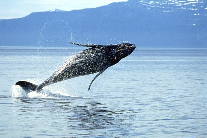 88959whiterockThinkstockPhotos-humpbackwhale