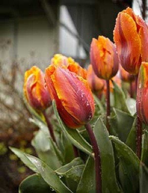 90984surreytulips4tomorrow