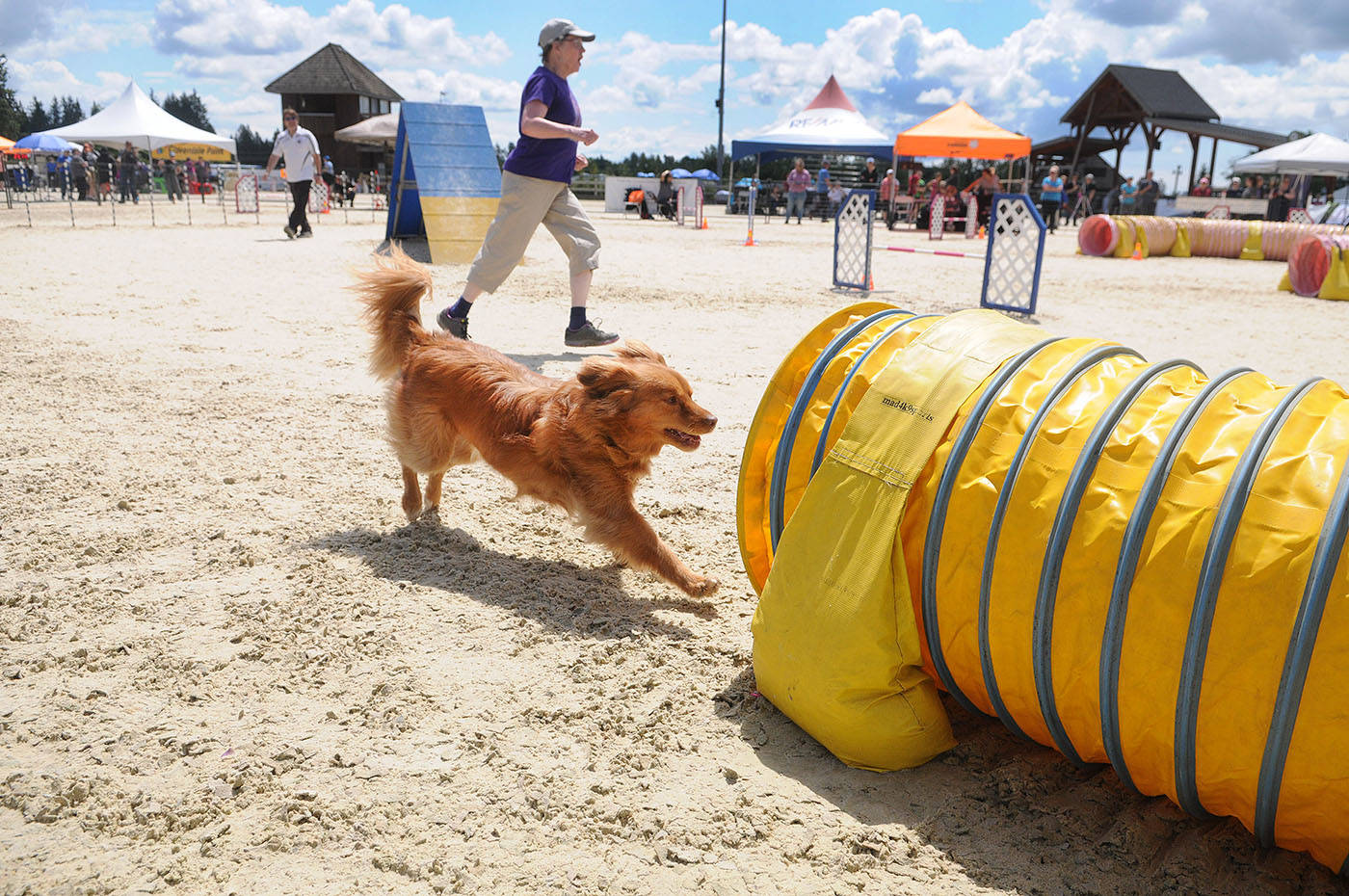 web1_170609-LAT-dog-agility4