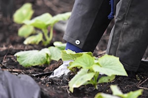 Rainfall brings relief to Central Alberta crops