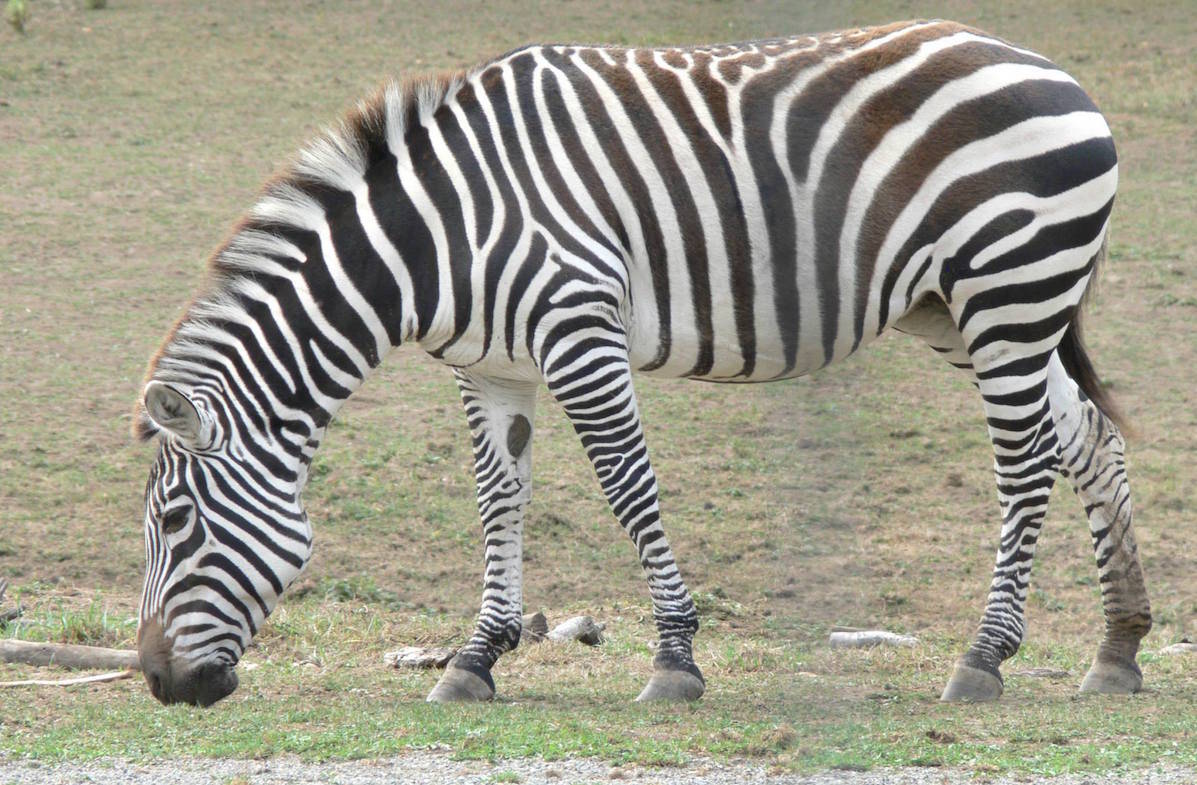 8130281_web1_170816-LAT-zoo-file-zebra