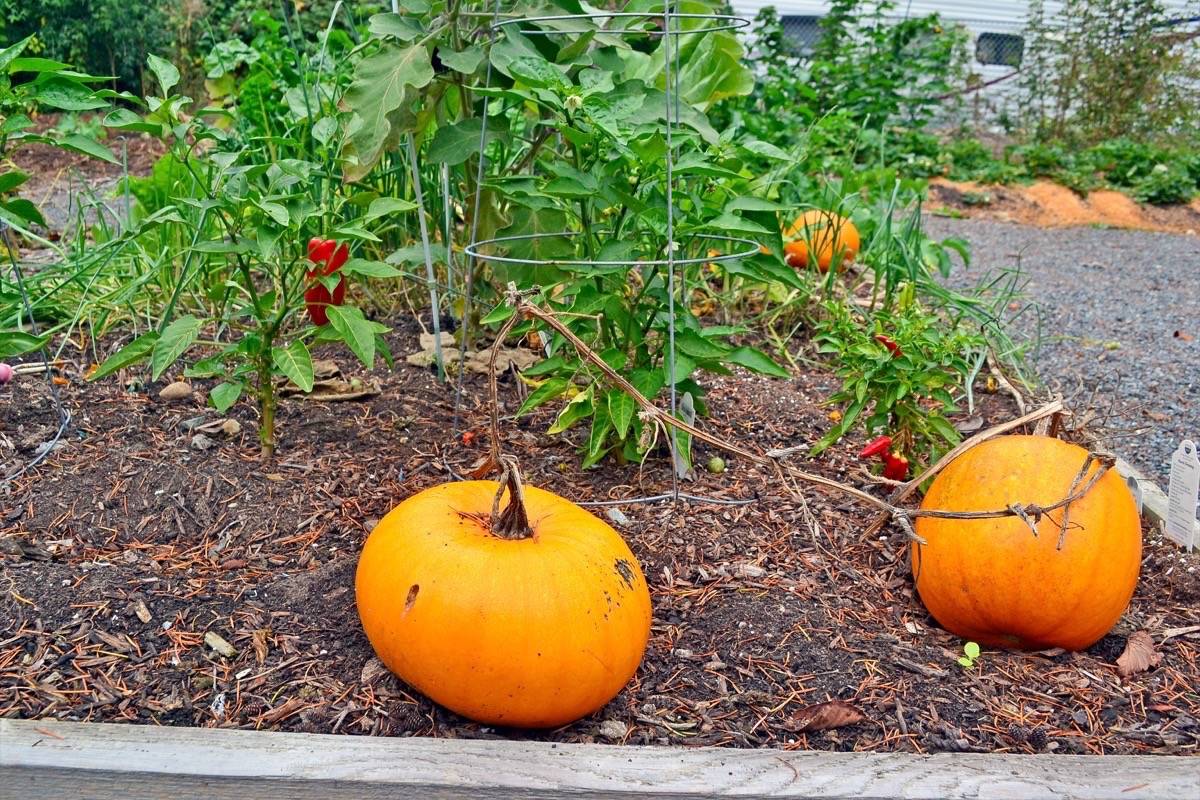 8866682_web1_171010-PAN-M-crescent-garden-pumpkins