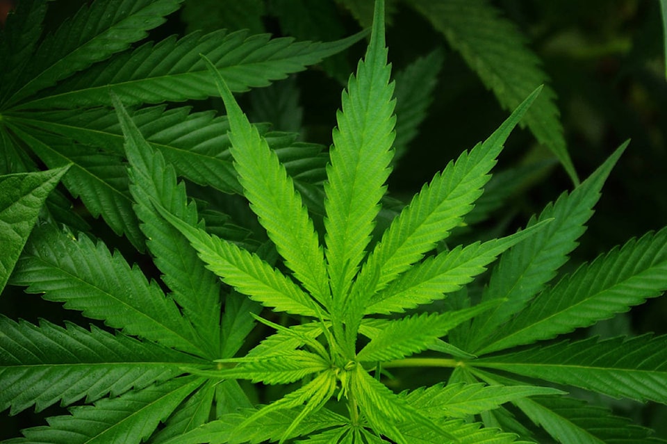 9097709_web1_cannabis-sativa-leaf