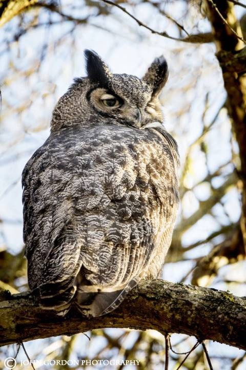 9542551_web1_GreatHornedOwlwebsize