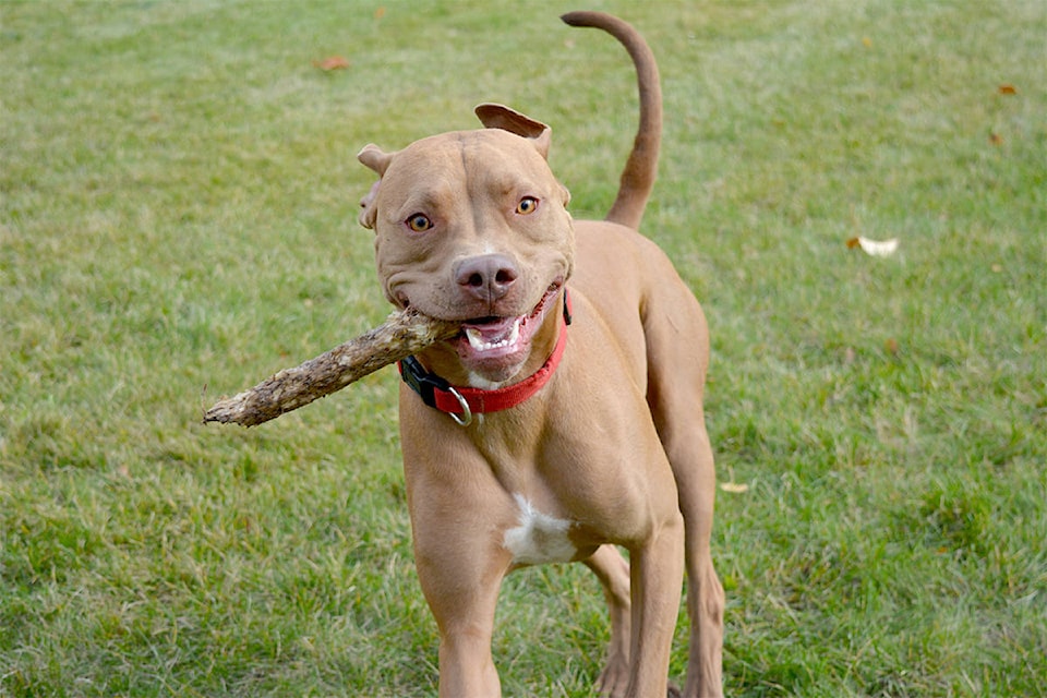 10877028_web1_web-Rue-at-new-dog-park