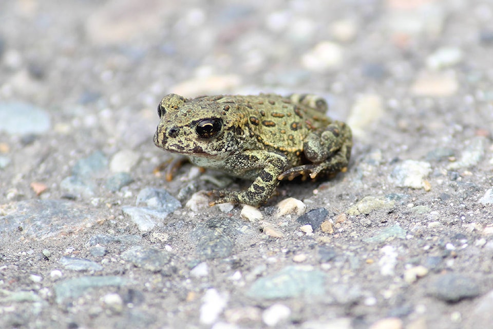 12716554_web1_180713-LAT-Toad-Tours_1