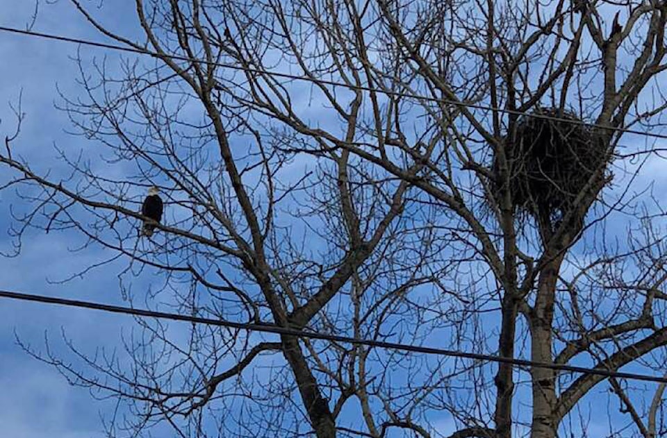 12889549_web1_EagleNest