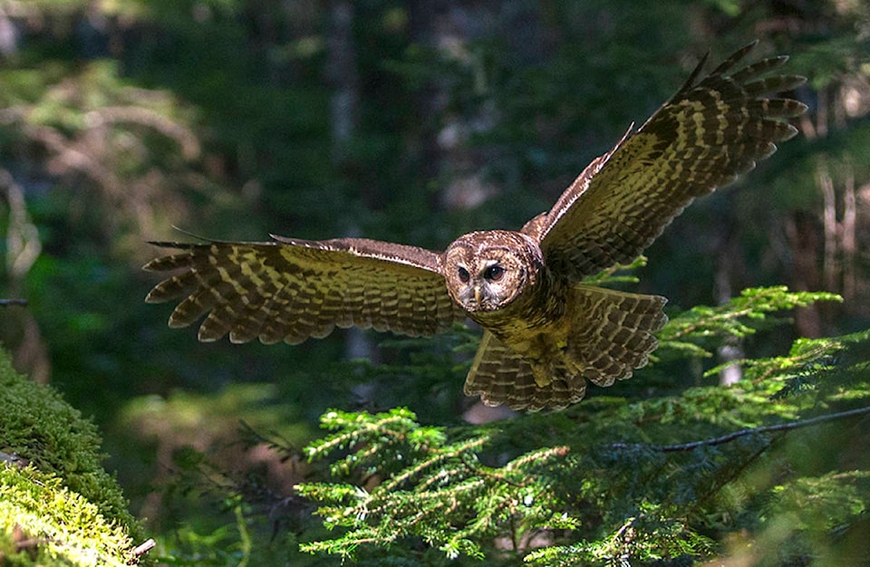 14184357_web1_M-Bannick-Northern-Spotted-Owl-EDH-171018