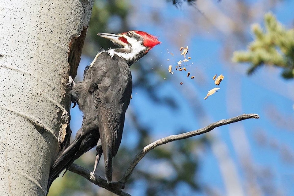 14704915_web1_181210-PAN-M-Pileated-Woodpecker