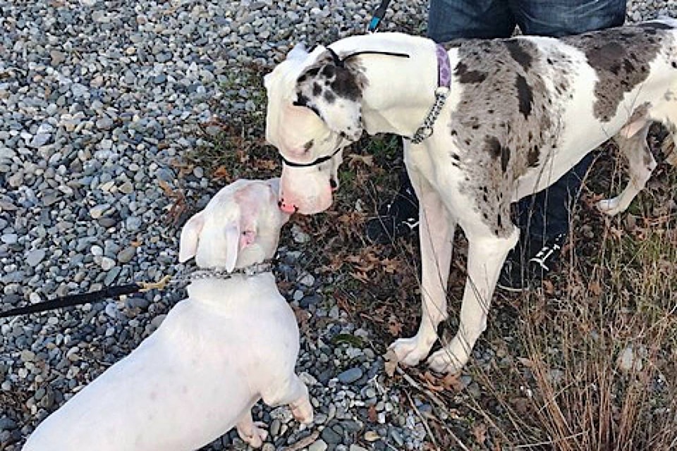 15001258_web1_190102-PAN-M-1-1-19-Bruiser-meets-a-Great-Dane.-Scott-Larsen-photo