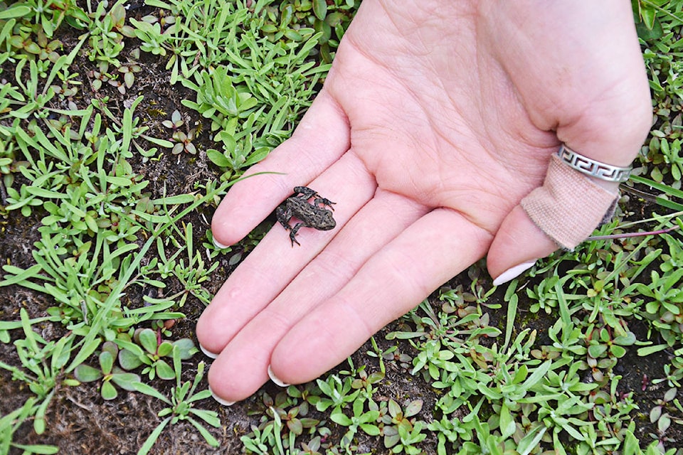 17567759_web1_190703-LAT-ToadMigration