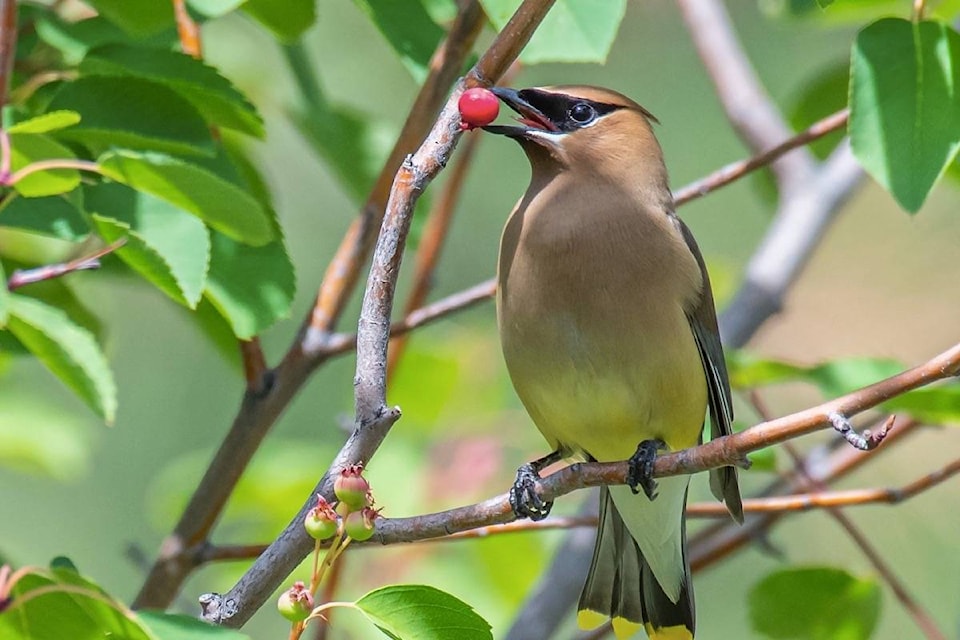 Curtis Zutz’s photo of a Cedar waxwing chewing on a berry was enough for him to win the top spot in the backyard habitats category. (Curtis Zutz)