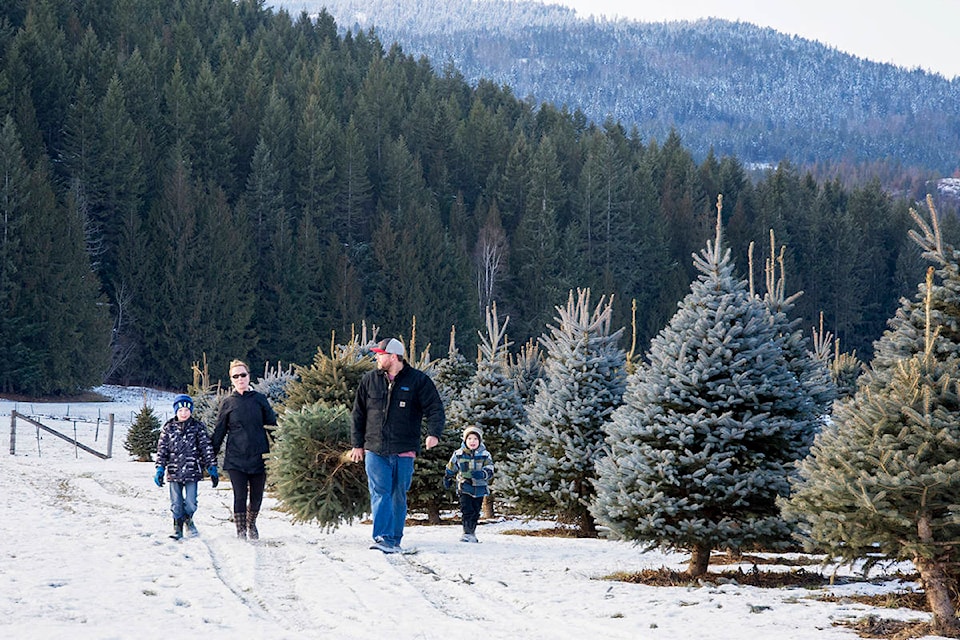 19397435_web1_181214-SAA-Christmas-tree-farm