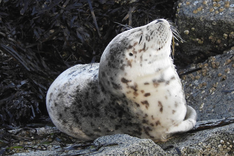 A seal pup climbed onto the rocks at the end of the White Rock Pier where it took an hour-long nap. (Christy Fox photo)