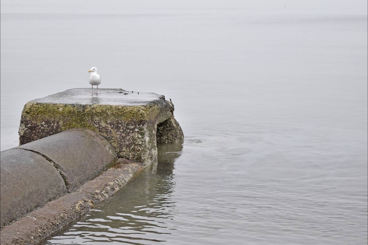 20444192_web1_200207-PAN-Spill-WhiteRock-waterfront_4