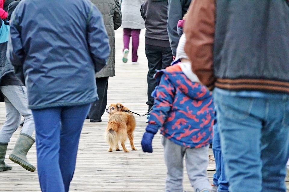 20974051_web1_200114-PAN-M-dog-on-pier-th