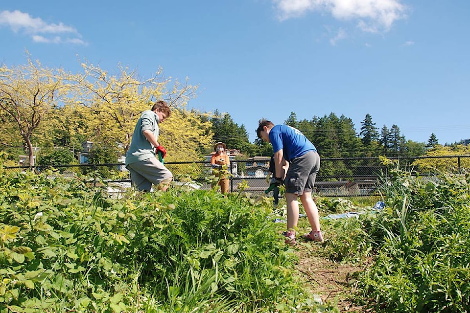 Local volunteers and members of the Lower Mainland Green Team work to remove invasive species from White Rock Beach Saturday. (Green Team photo)