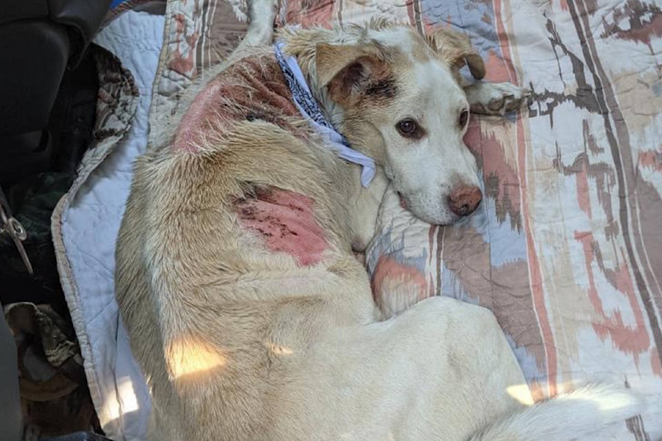 25990803_web1_210729-BPD-Dog-survives-burns-1_1