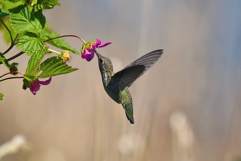 A hummingbird feeds on a flower. (Caitlyn MacDonald photo)