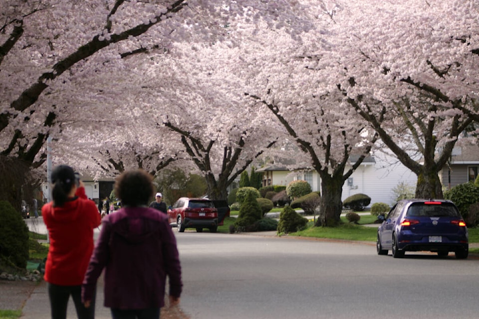 People flocked to 150B Street and 24 Avenue in South Surrey on Saturday (April 2, 2022) to take photos of the cherry blossoms. (Photo: Lauren Collins)