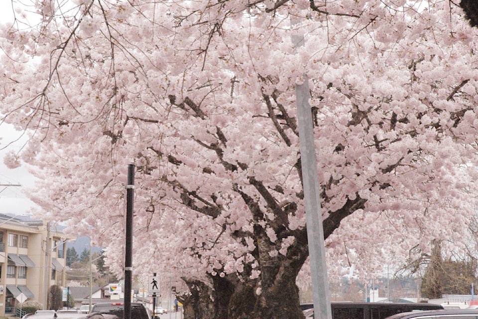 28756413_web1_220407-CCI-Cherry-blossoms-Canada-Ave_2