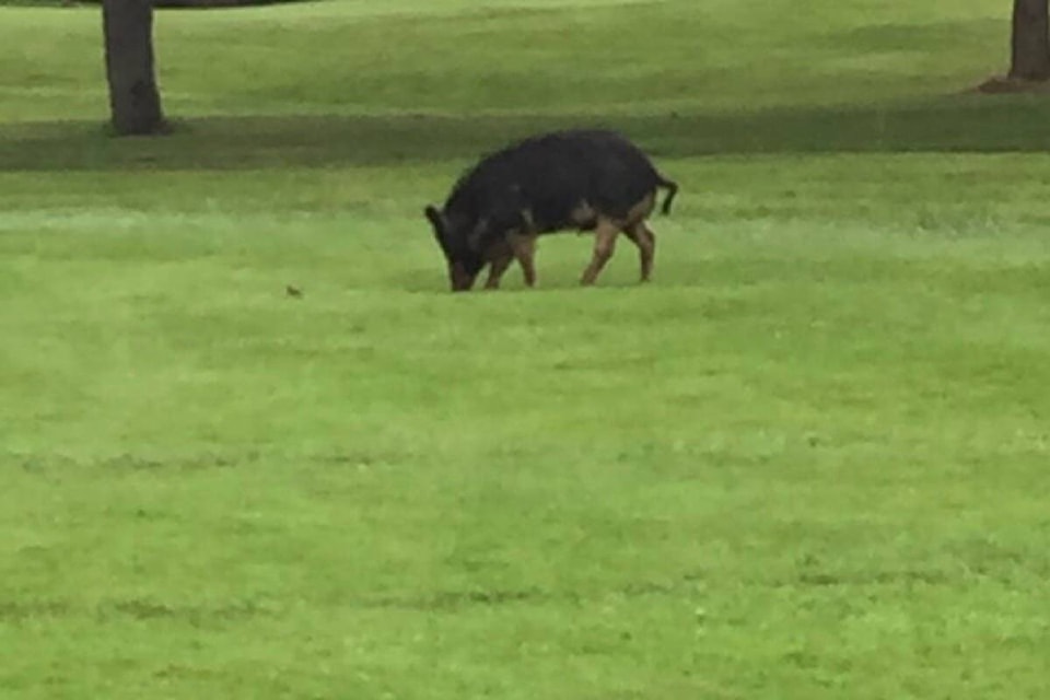 29622014_web1_220630-CCI-Boars-on-the-golf-course-picture_2