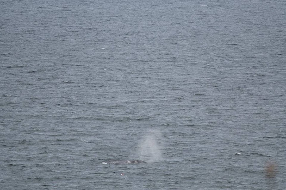 29134819_web1_220516-PAN-whale-sighting_1