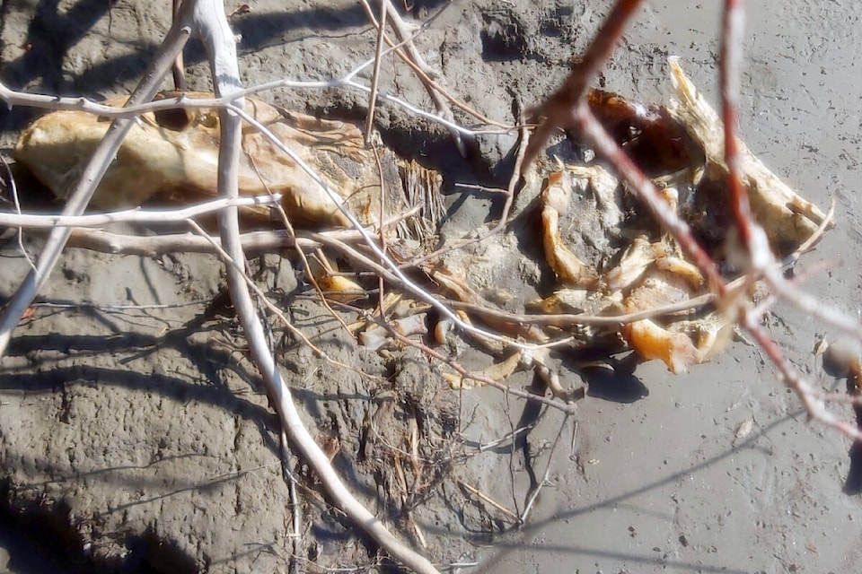 Five dead sturgeons were found along the Fraser River in Haney on Sept. 10, 2022. (Sandy Atkin/Special to The News)