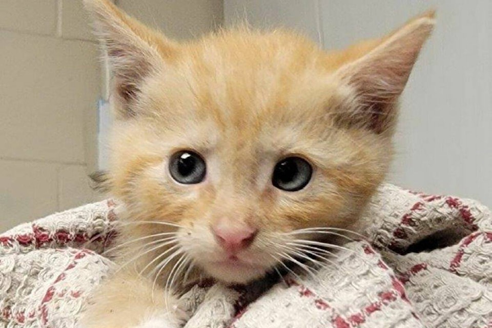 30388890_web1_220914-SUL-Cat-Rescued-After-Two-Days-Kitten_1