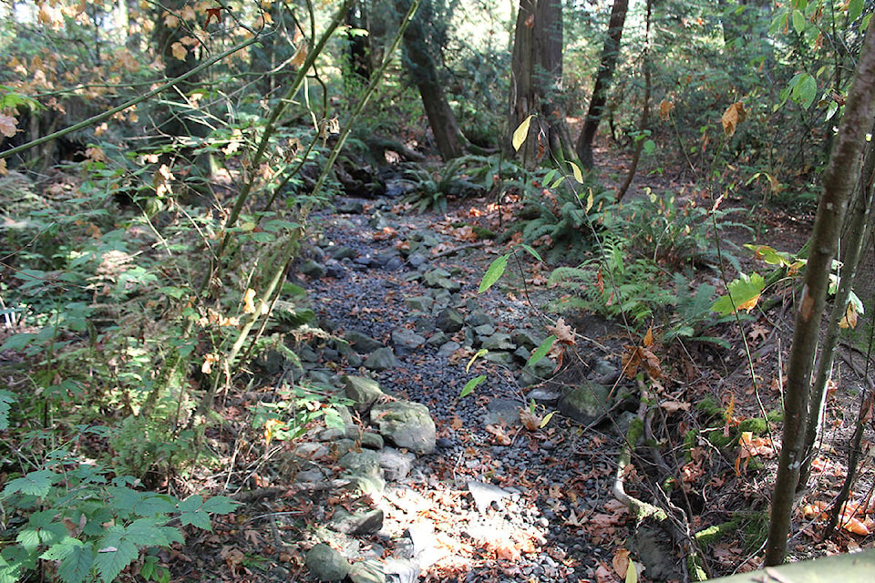 A once flowing stream with fish swimming through the Little Campbell River Hatchery is now dried up with no fish to be seen as rain refuses to fall this autumn season. (Sobia Moman photo)