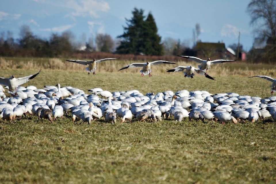 31253970_web1_180402-NDR-M-Alaksen-National-Wildlife-Area---Snow-Geese-1