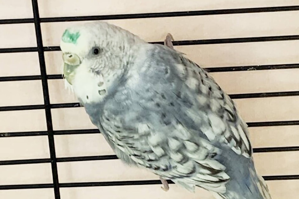 31400152_web1_221221-MRN-CF-budgies-spca-adopt_2